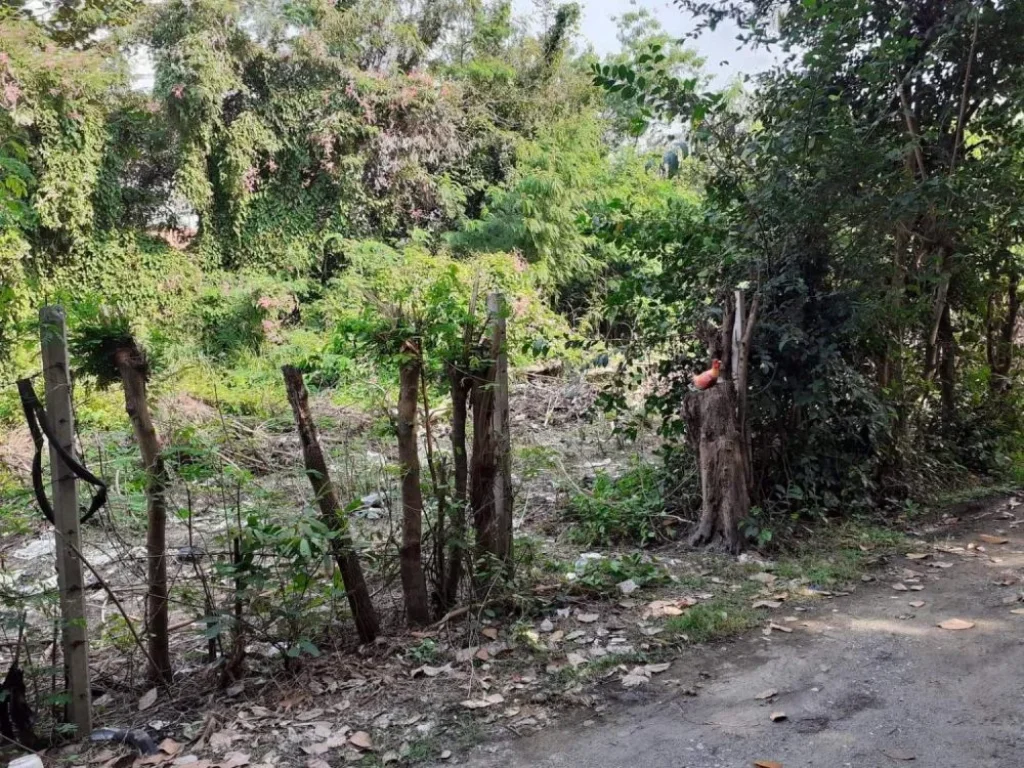 ขายที่ดินติดถนนสองด้าน ท่าศาลา อำเภอเมืองเชียงใหม่