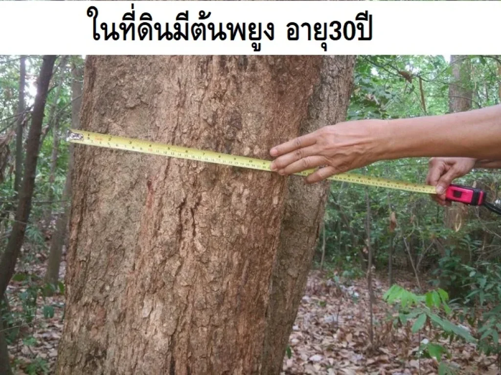 ขายที่ดิน20ไร่ ใกล้ถนนคลองหลวง ใกล้วัดพระธรรมกาย ตคลองสี่ อคลองหลวง จปทุมธานี ใกล้สำนักงานขนส่งจังหวัดปทุมธานี สาขาอำเภอคลองหลวง