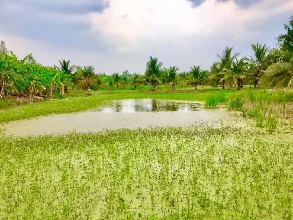 ขายด่วนถูกมากบ้านเดี่ยว โพธาราม จังหวัดราชบุรี เนื้อที่ 14 ไร่ มีสวนมะพร้าว ร่มรื่นน่าอยู่ที่สุด