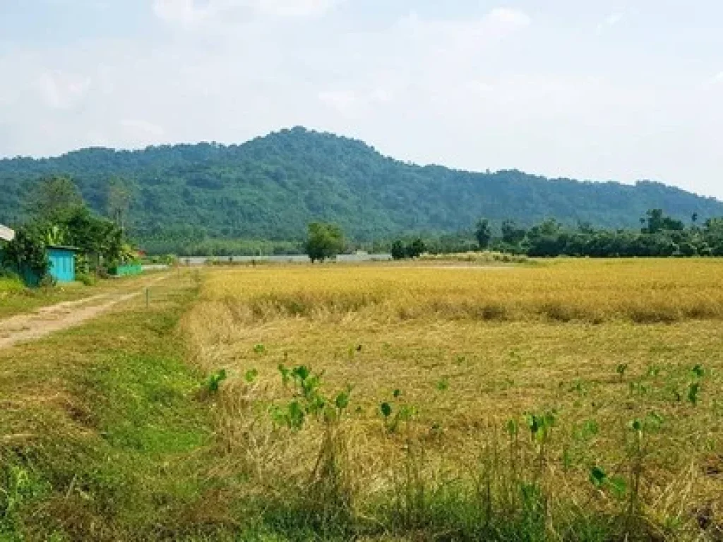 ขายที่สวยวิวเขา 4 ล็อค รูปทรงที่สวยทุกแปลง พร้อมโอน ตหนองแสง อปากพลี จนครนายก