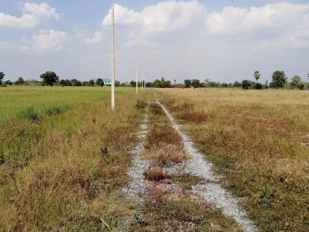 ขายที่ดิน 2 แปลงติดกัน รวมทั้งหมด 133 ไร่ หนองหญ้าไซ จังหวัดสุพรรณบุรี