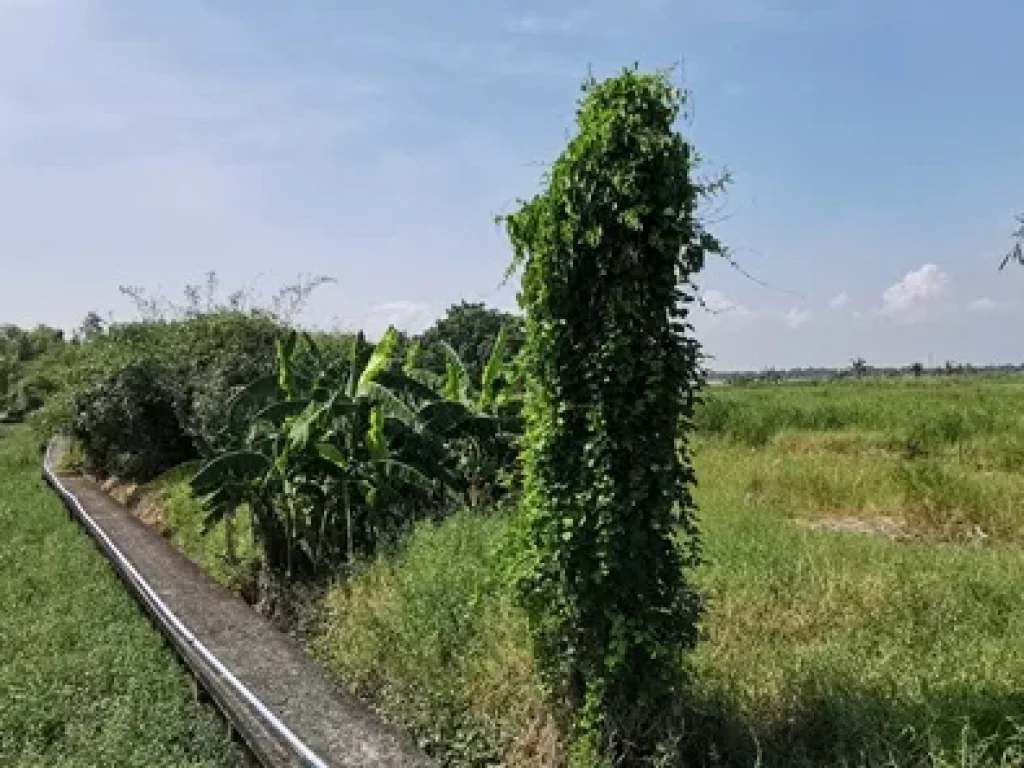 ขาย ที่ดินติดถนนขุมทอง-ลำต้อยติ่ง ลาดกระบัง ตรงข้ามมอารียาโคโม่ ใกล้สนามบินสุวรรณภูมิ 58ไร่