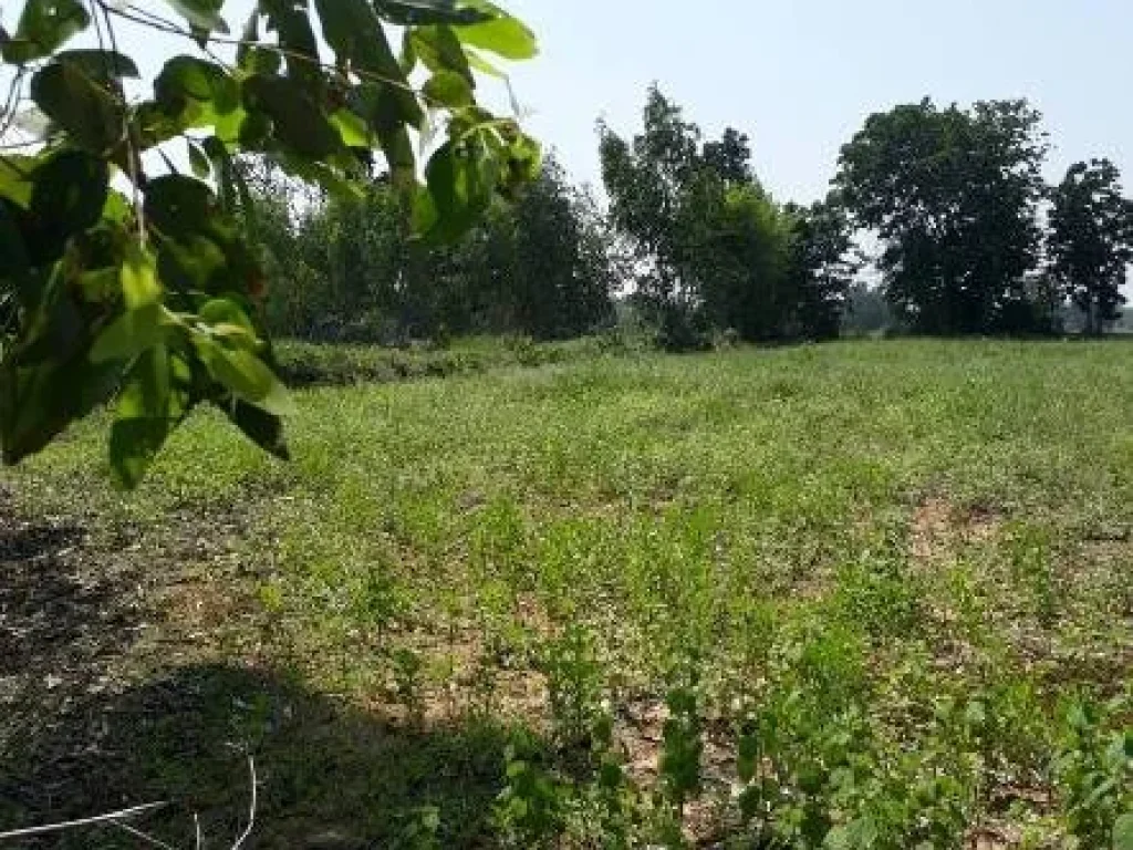 ที่ดิน บ้านหนองตาไก้ ตหนองขาม อคอนสวรรค์ จชัยภูมิ เจ้าของขายเอง