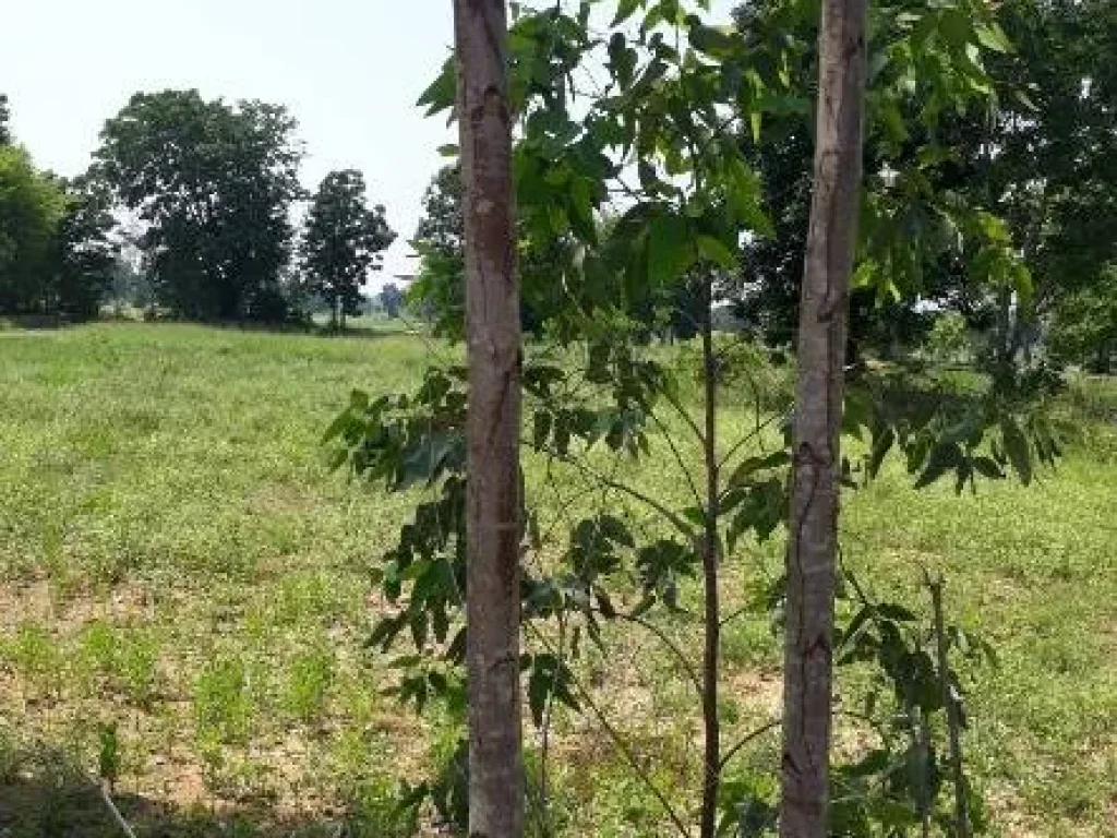 ที่ดิน บ้านหนองตาไก้ ตหนองขาม อคอนสวรรค์ จชัยภูมิ เจ้าของขายเอง