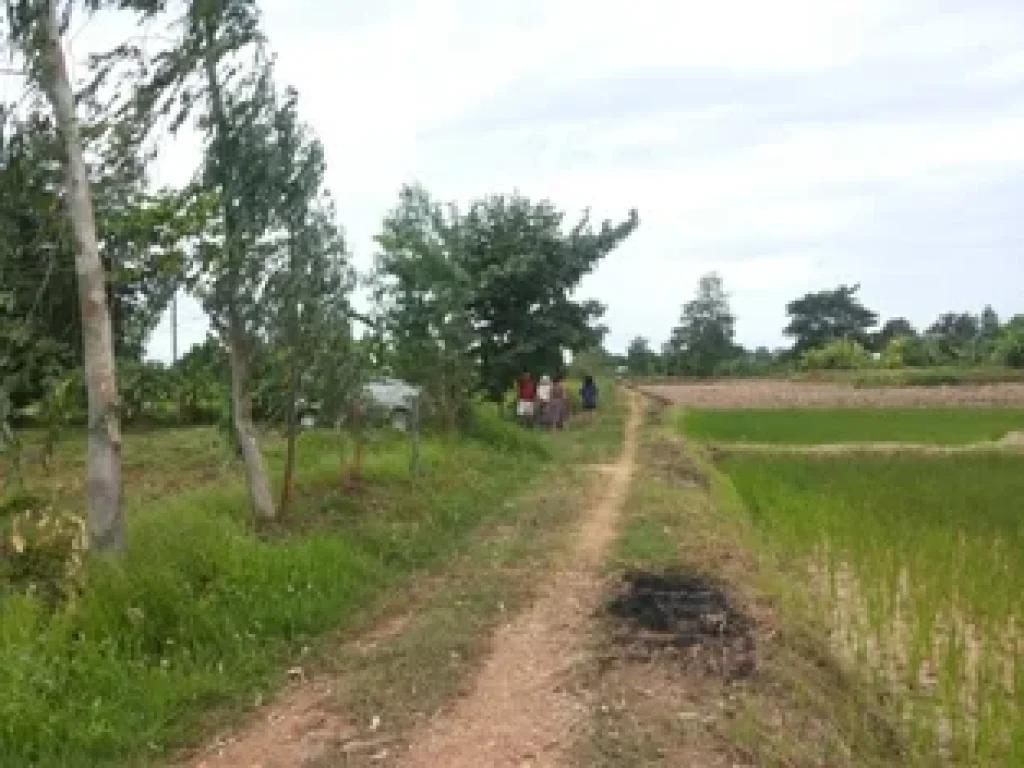 ที่นาสวนผสมบ้านหนองบัว อำเภอบ้านฝาง เพียงล้านต้นๆ