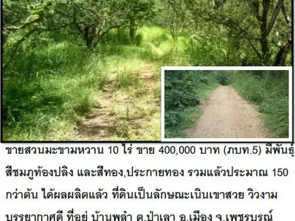 ขายที่ 10 ไร่ๆละ 40000 เป็นที่สวนมะขาม