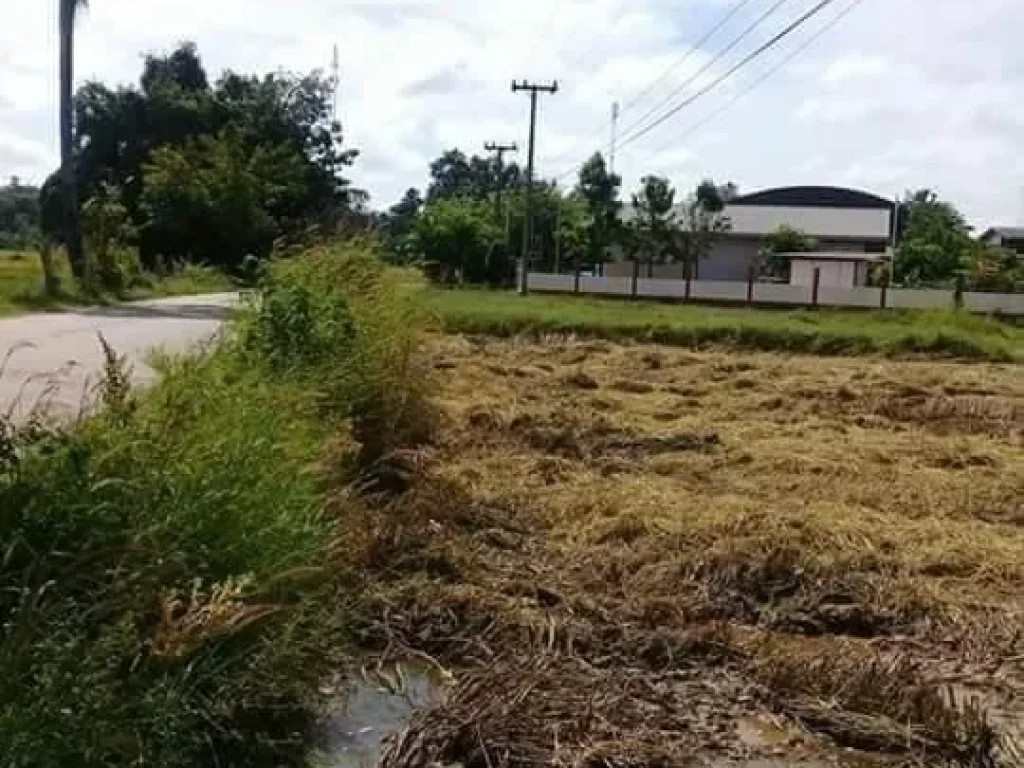 ที่นาตหนองไทร อนางรอง จบุรีรัมย์