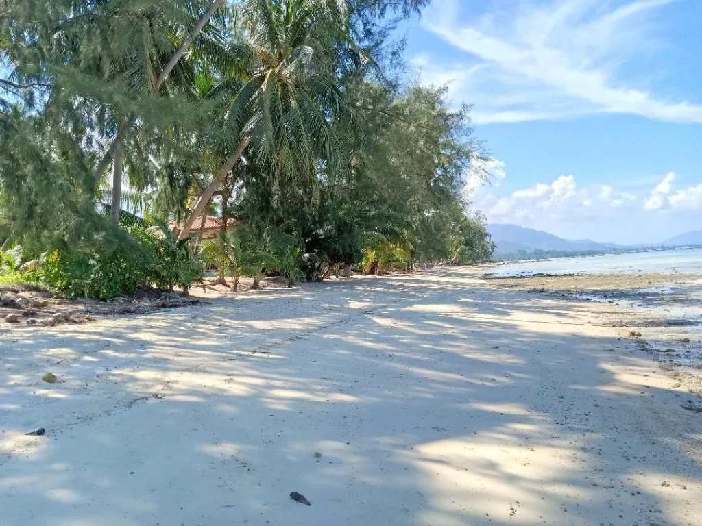 ขายที่ดินติดทะเลชายหาดขนาด3ไร่1งาน ที่สวยมาก เกาะสมุย