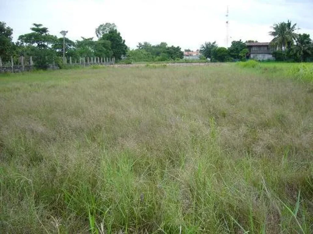 ขายด่วน ที่ดินในเมืองสุรินทร์ ซอยขนมจีนถูกที่สุดส่งท้ายปี 