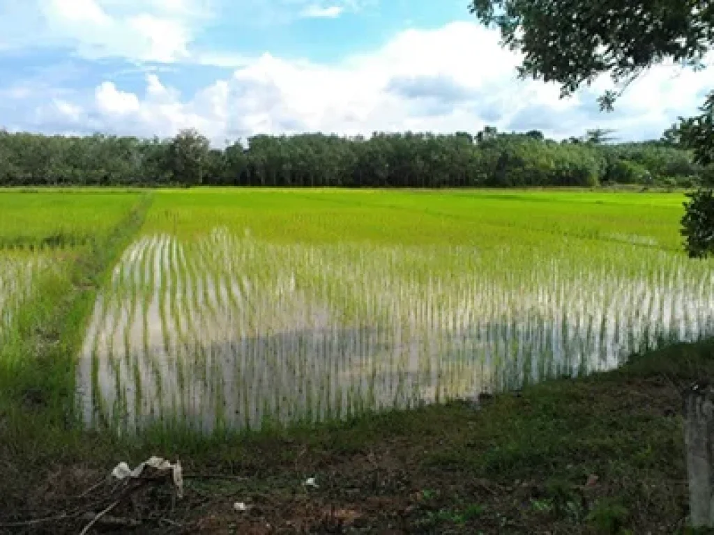 ขายที่ดินหลังศูนย์OTOPพัทลุงประมาณ 2 ไร่เศษ