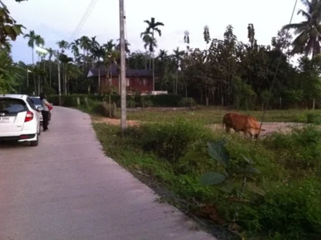 ต้องการขายที่ดิน กลางทุ่งนา ติดถนนลาดยางในหมู่บ้าน เนื้อที่ 388 ตรว อยู่ใน ตสันทรายหลวง อสันทราย จเชียงใหม่