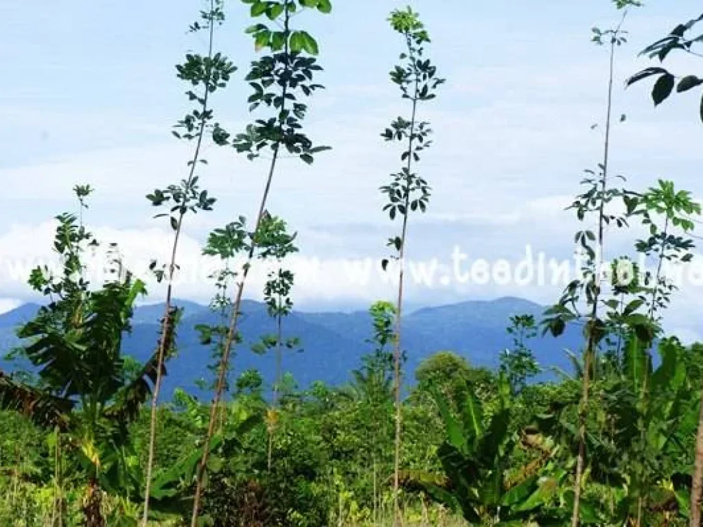 ที่ดินแบ่งขาย 8 แปลง โฉนด แปลงละ 100 ตรว ตพลวง อเขาคิชฌกูฏ จจันทบุรีรหัส1756