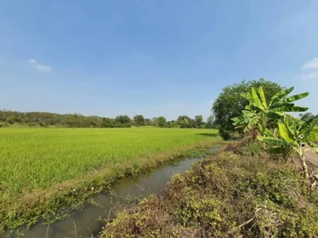 ขายที่ดิน คลอง10 หนองเสือ ติดถนนซอยเรียบคลอง10 ขนาด 200 ตรว เหมาะทำการเกษตร ปลูกบ้าน