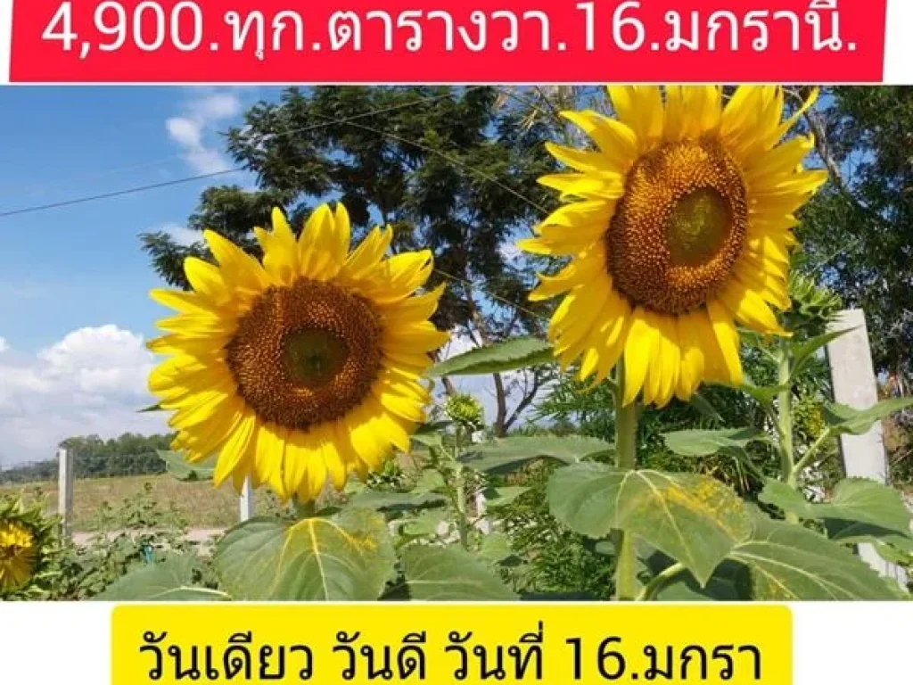 โปรเลขล๊อค วันเดียว ราคาเดียว ที่ดินผ่อนได้ วังกระโจม นครนายก