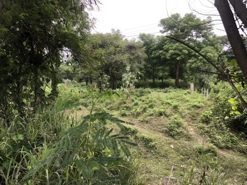 ขาย ที่ดิน สระบุรี ตพุแค อเฉลิมพระเกียรติ จสระบุรี เนื้อที่ 667 ตรว เยื้องศูนย์ OTOPพุแค