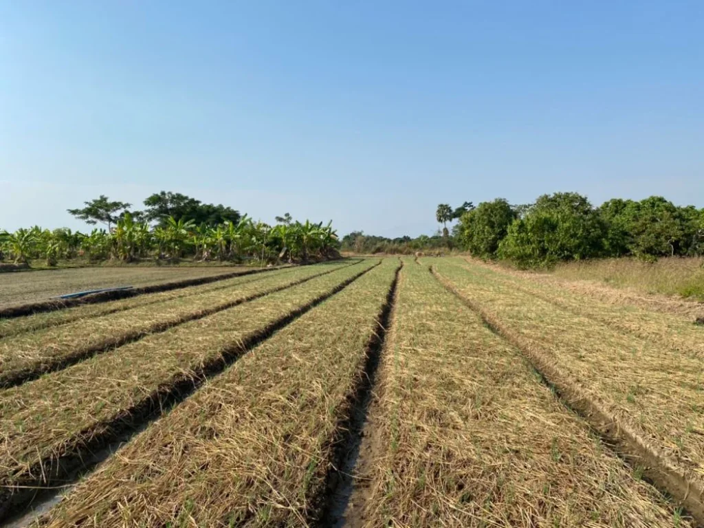 ขายสวนลำไยและที่นาเกือบ7ไร่ หน้ากว้างติดถนนดินยาว 150เมตร