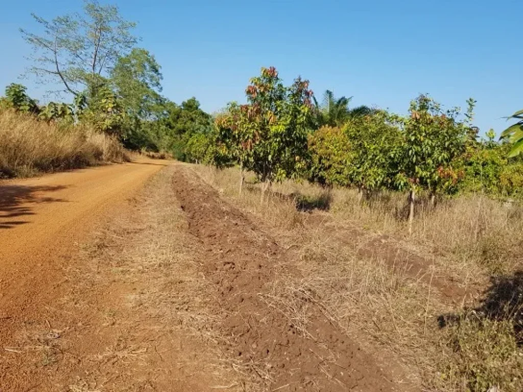 ที่ดินเกษตร ราคาถูก ดินดี เป็นดินดำโดยธรรมชาติ มีแหล่งน้ำ แบ่งแปลงขาย