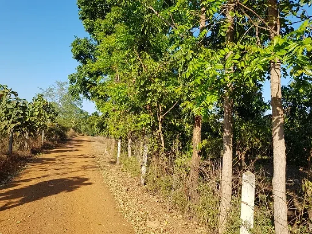 ที่ดินเกษตร ราคาถูก ดินดี เป็นดินดำโดยธรรมชาติ มีแหล่งน้ำ แบ่งแปลงขาย