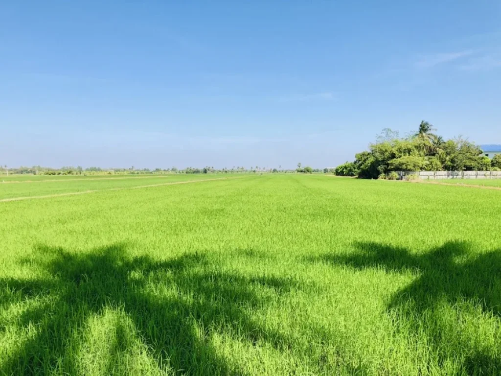 ขายที่ดินสามโคก ปทุม