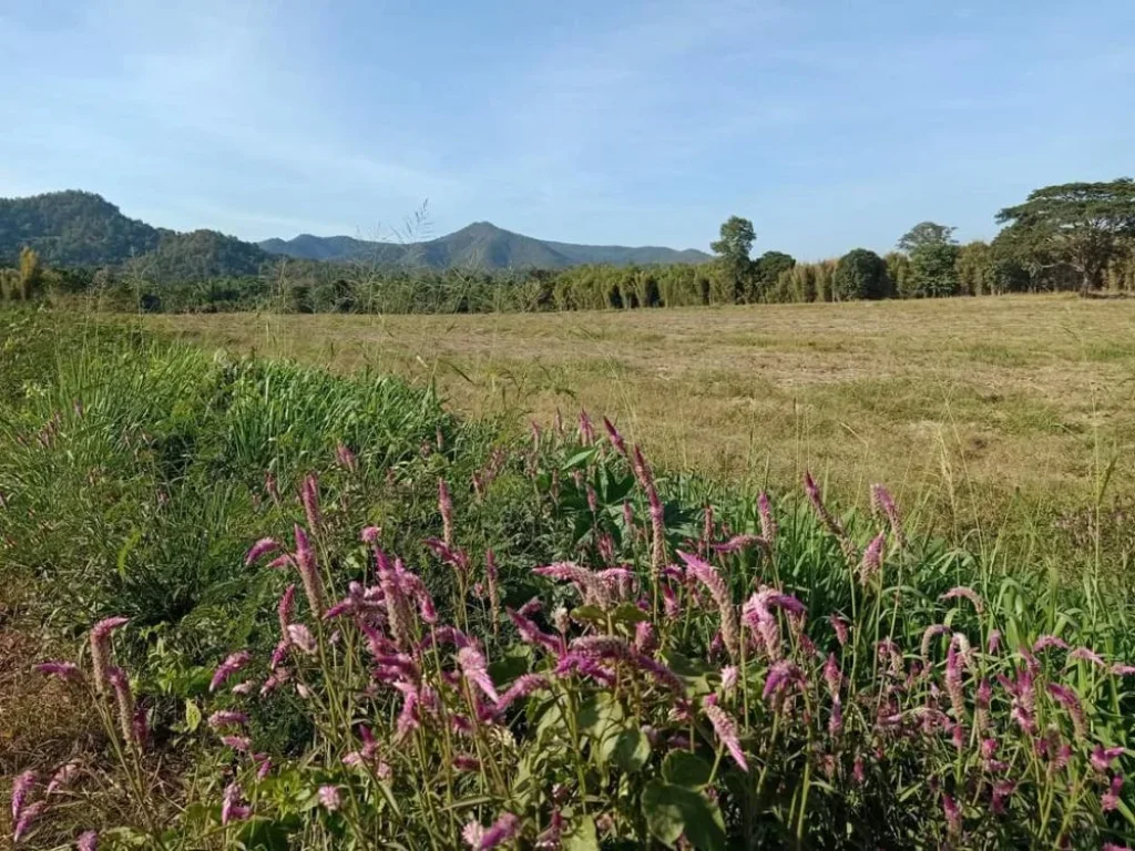 ขายที่ดินติดน้ำ ติดเขา สันป่าตอง น้ำบ่อหลวง ราคาถูก