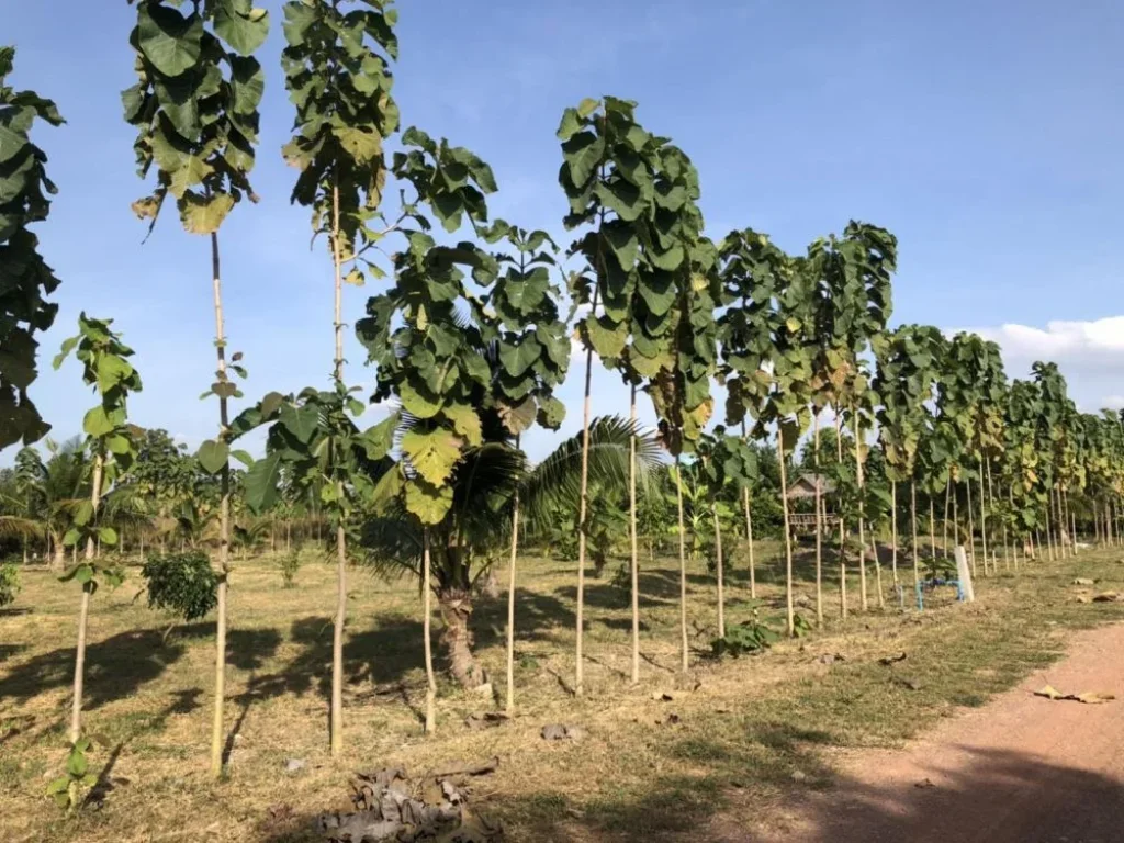 ด่วน ขายที่ดินติดภูเขาและลำห้วย สุพรรณบุรี