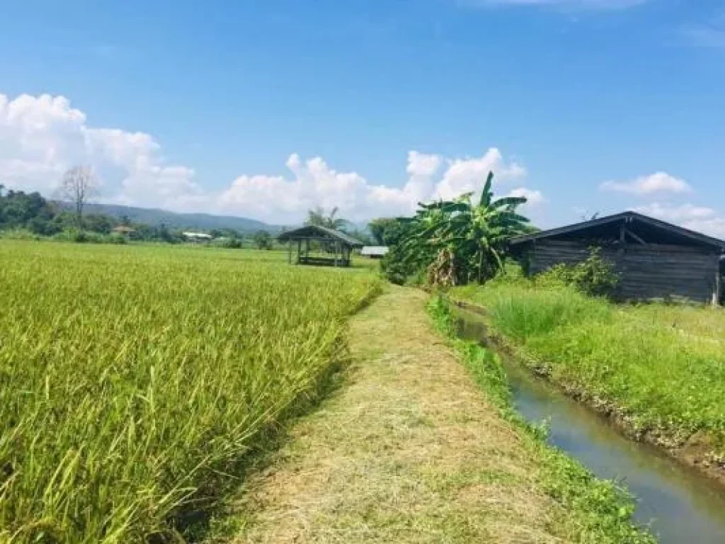 ขายที่นาราคาถูก จเชียงใหม่ ไร่ละ 490000 จำนวน 3 ไร่ 3 งาน 54 ตรว