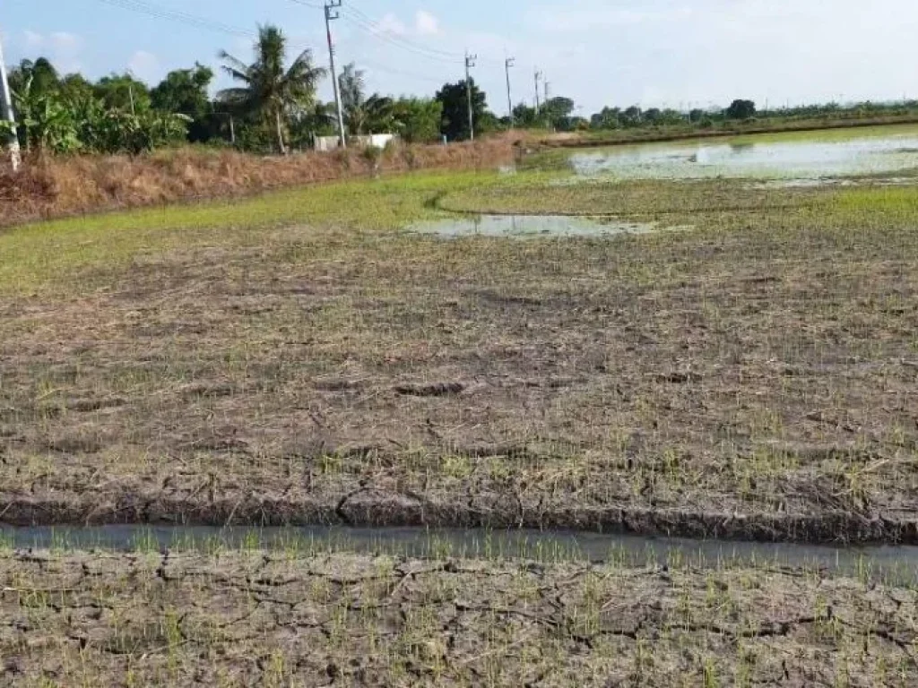 ขายด่วนจ้าราคาถูกมากๆ ที่ดิน เนื้อที่ 14ไร่ ตำบลบางขวัญ เมืองฉะเชิงเทรา