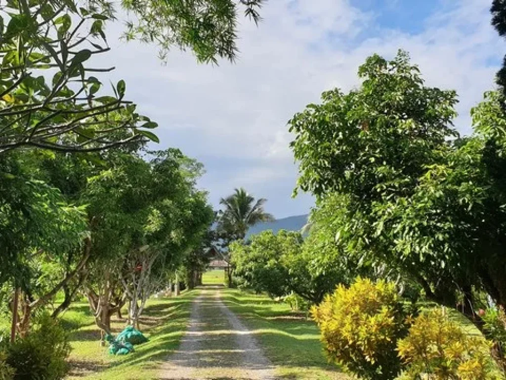 ขายด่วน รีสอร์ทแม่ออน เพียง 20 นาที จากในเมือง บรรยากาศดีตลอดปี เงียบสงบ