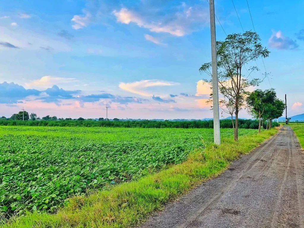 ที่ดินโฉนด 5 ไร่ ตดอนดึง อบ้านหมี่ จลพบุรี