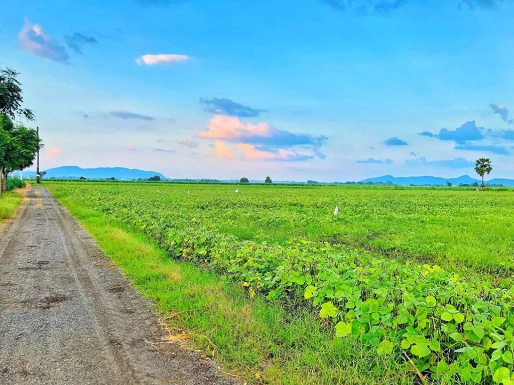 ที่ดินโฉนด 5 ไร่ ตดอนดึง อบ้านหมี่ จลพบุรี