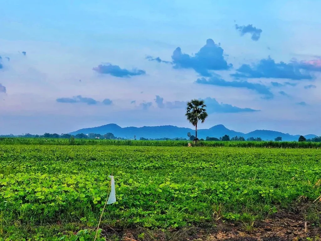 ที่ดินโฉนด 5 ไร่ ตดอนดึง อบ้านหมี่ จลพบุรี