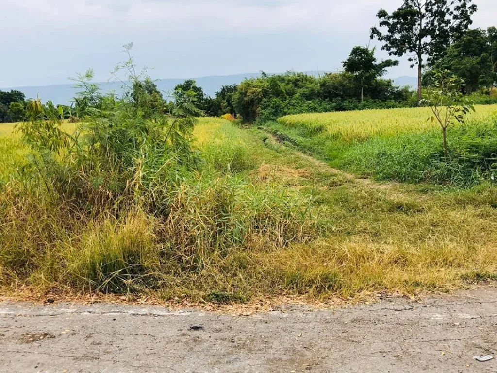 ที่ดินโฉนด 1 -2ไร่ น้ำไฟครบ ตคลองเกตุ อโคกสำโรง จลพบุรี