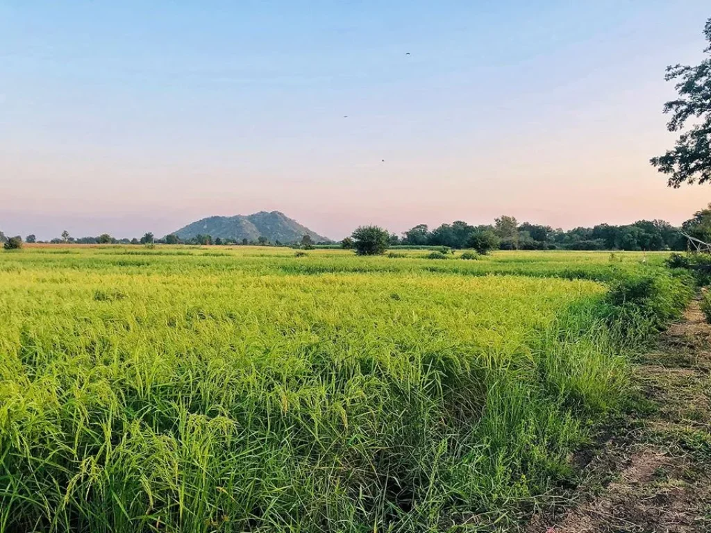 ที่ดินโฉนด 1 -2ไร่ น้ำไฟครบ ตคลองเกตุ อโคกสำโรง จลพบุรี