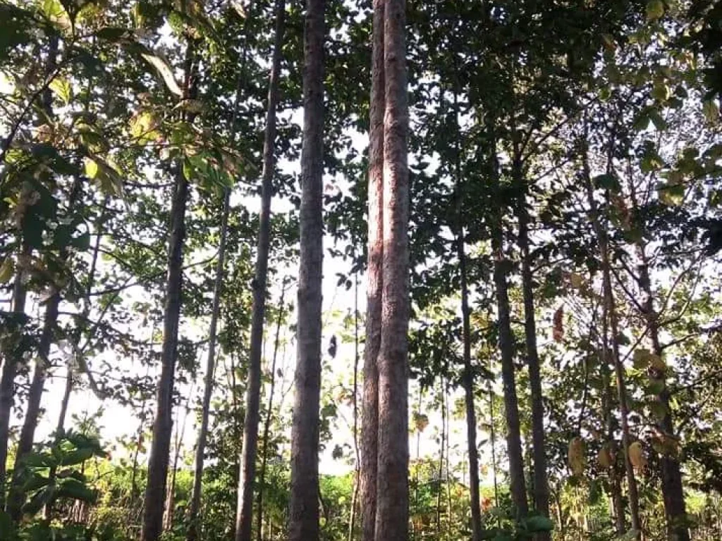 ที่ดินอยู่อาศัย พร้อมต้นไม้สำหรับสร้างบ้าน ใกล้ถนนสายหลัก อุตรดิตถ์