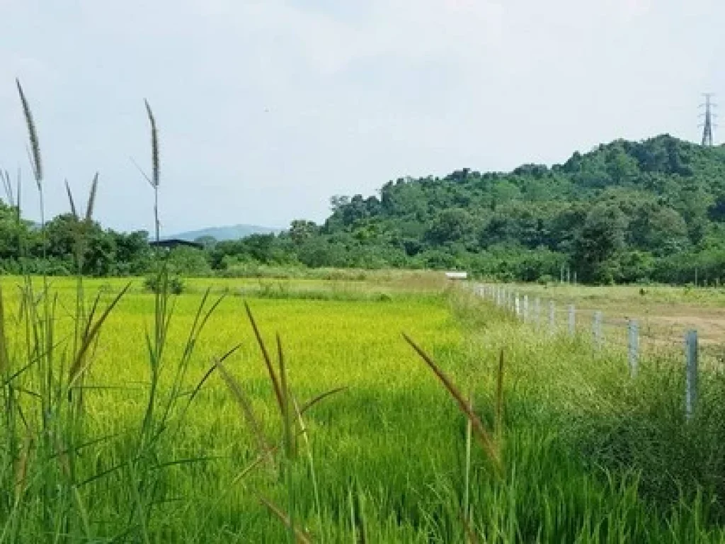 ขาย ที่วิวเขาล้อม ท้ายติดลำรางสาธารณะมีน้ำทำเกษตรดีค่ะ 4 ไร่กว่า ตท่ามะปราง อแก่งคอย จสระบุรี