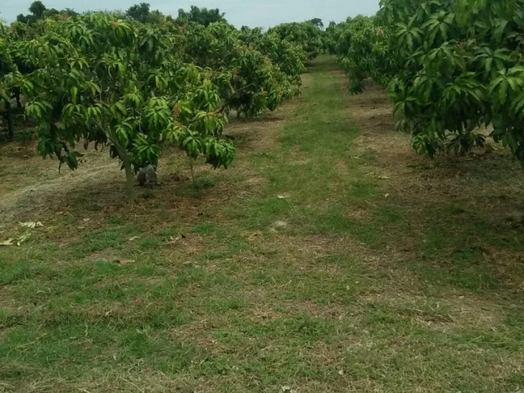 ขายที่ดิน 2 ไร่ อ เมืองฯ ต สนามคลี จ สุพรรณบุรี