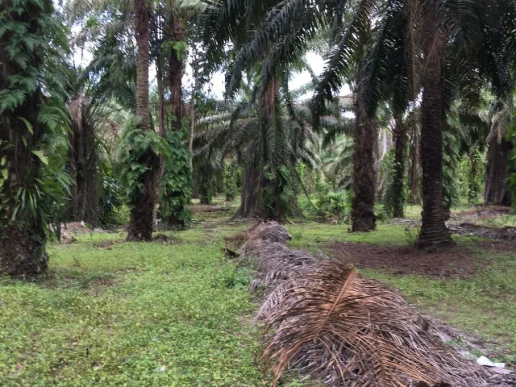 ขายที่ดินจังหวัดสุราาฏร์ธานี 100 ไร่