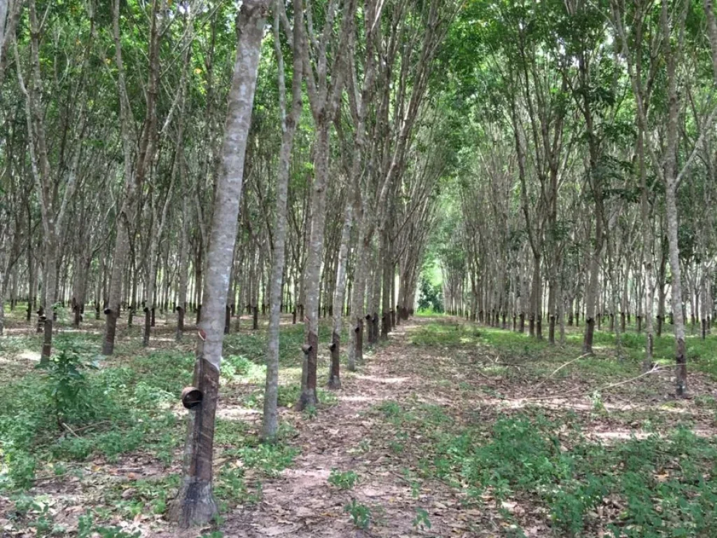 ขายที่ดินจังหวัดสุราาฏร์ธานี 100 ไร่