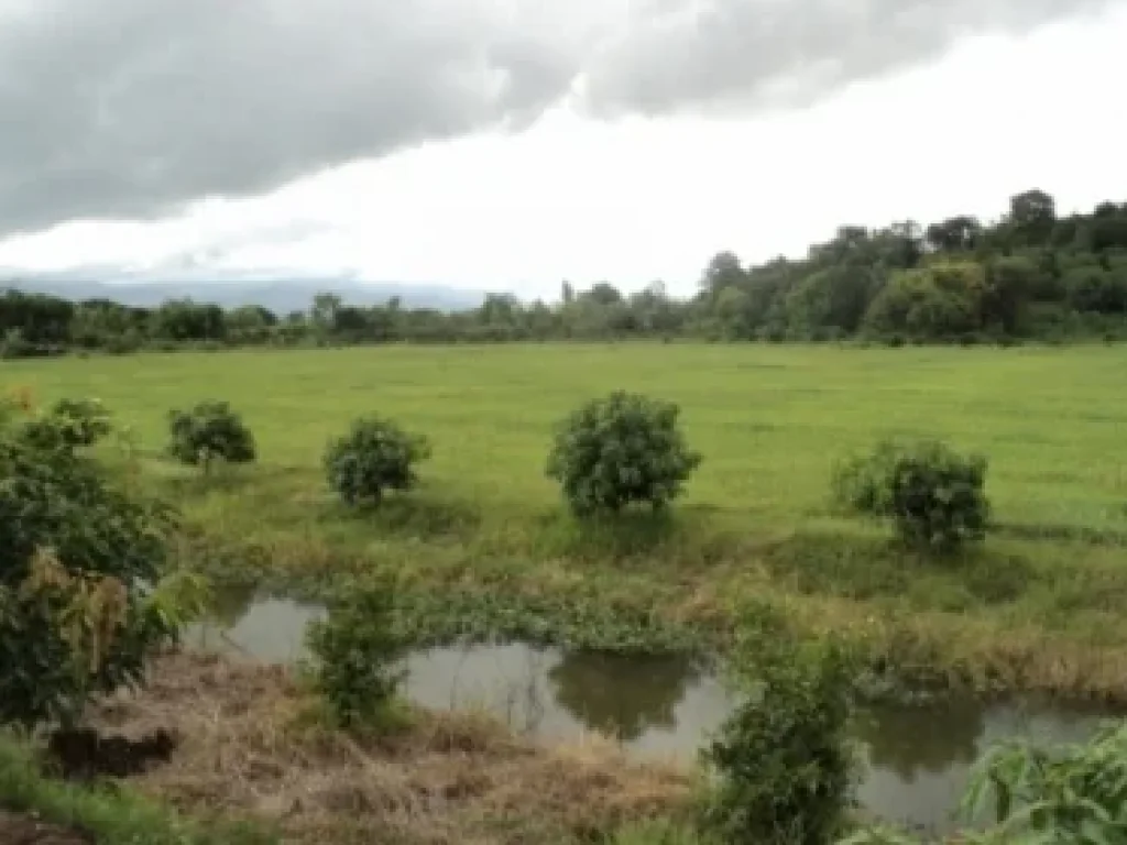 ขายที่ดิน 20ไร่ โฉนด อยู่อเมืองเพชรบูรณ์