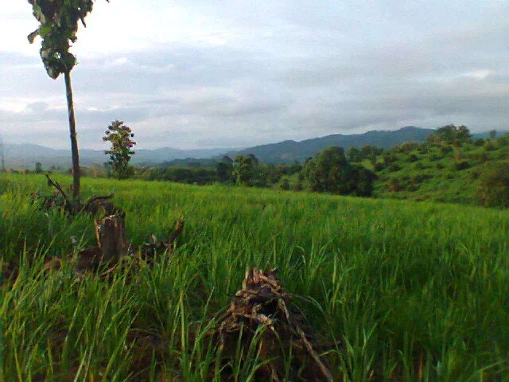 ขายที่ดินติดลำห้วย ที่ราบเนินเขาเล็กน้อยติดทางสาธารณะประโยชน์ ตรงข้ามด่านศุลากรทุ่งช้างด่วน