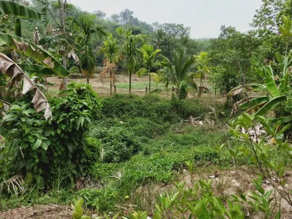 ที่ดินให้เช่า เหมาะแก่การทำธุรกิจรีสอร์ท ใกล้ชิดธรรมชาต ในถลาง ภูเก็ต