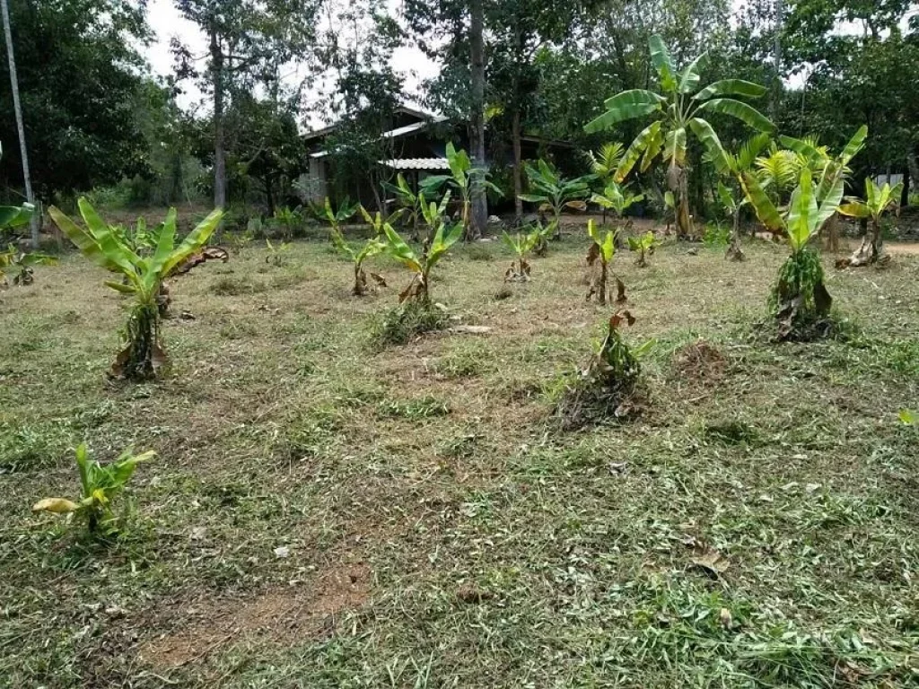 ขายที่ดินโฉนด 947 ตรว ตหนองโสน อเมืองตราด