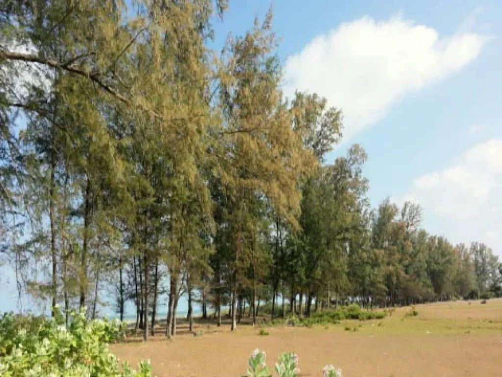 URGENTLY LAND FOR SALES 4 RAI 6400 square metres A Beautiful amp Perfect Plot