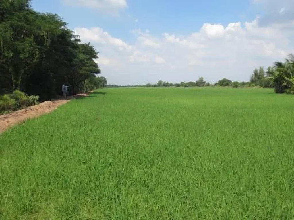 ขายที่ดิน 60 ไร่ หนองแค สระบุรี ติดถนนใหญ่เรียบคลองระพีพัฒน์