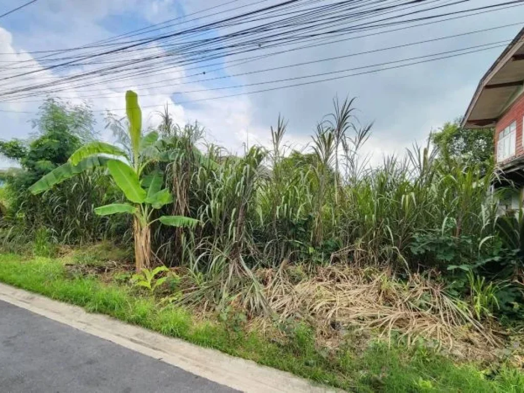 ที่ดินหนองแขม กรุงเทพมหานคร ติดถนนลาดยาง สาธารณูปโภคครบครัน