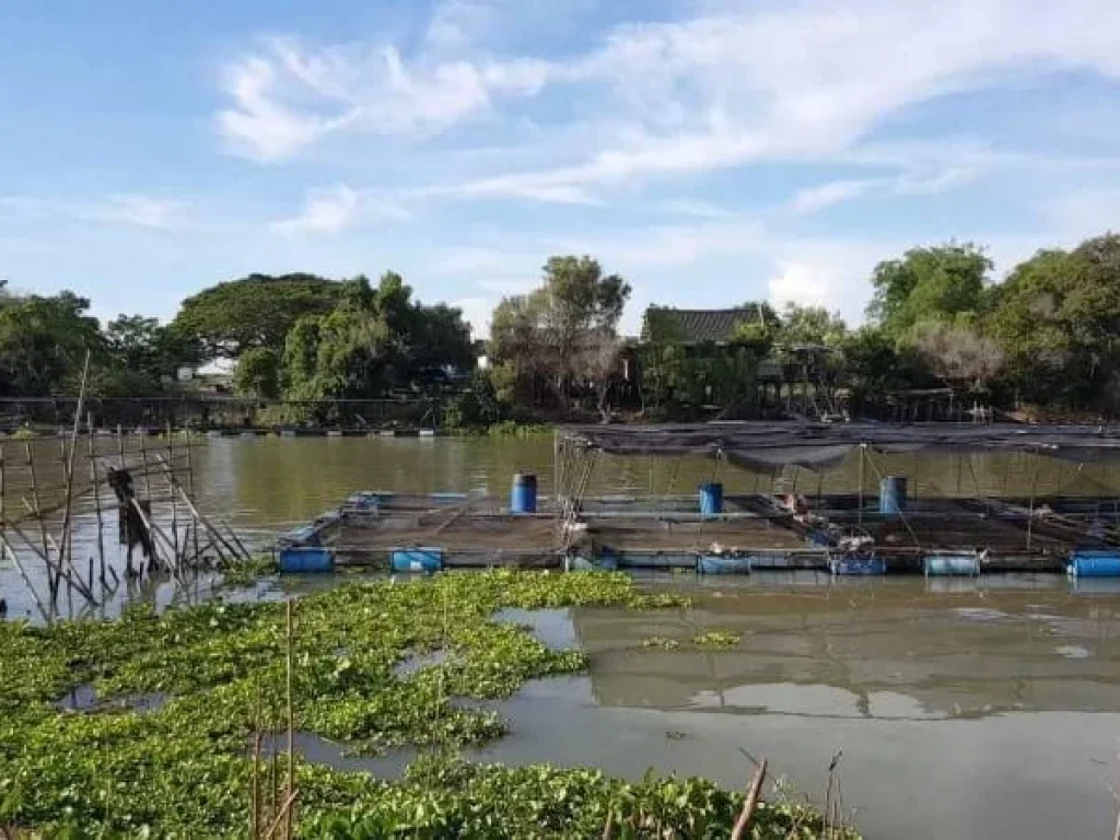 ขายที่ดินริมแม่น้ำน้อย ราคาเบาๆ ิวิวชุมชนริมน้ำ ใกล้ถนนใหญ่ อยุธยา-เสนา