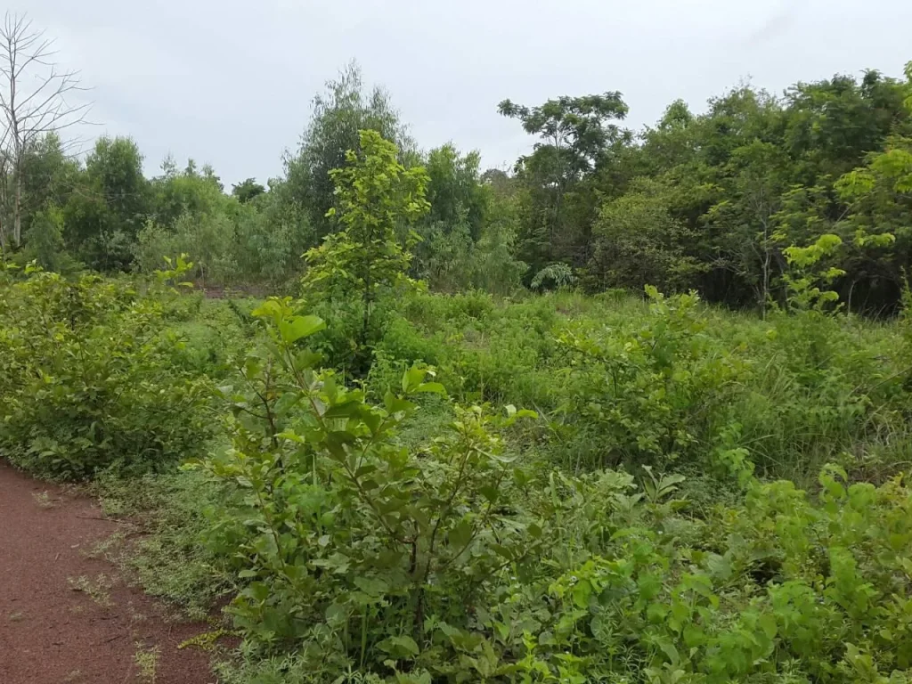 ต้องการขายที่ดิน 2 ไร่ ติดถนนสายอุดร-สกล บ้านป่าก้าว ตผักตบ อหนองหาน