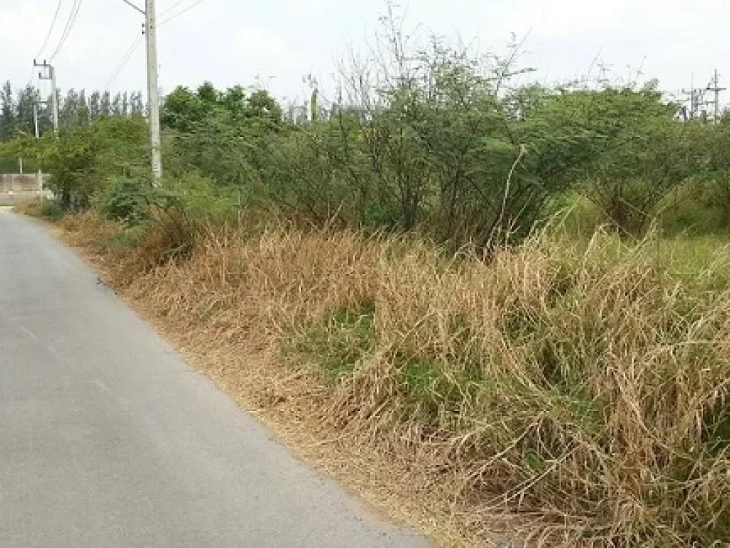 ขายที่ดินติดวัดพระธรรมกาย ด่วน