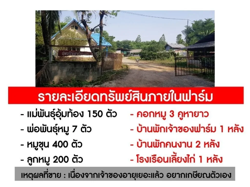 ขายกิจการฟาร์มหมู บนที่ดิน 72 ไร่ ถนนหนองวัวซอ-กุดจับ