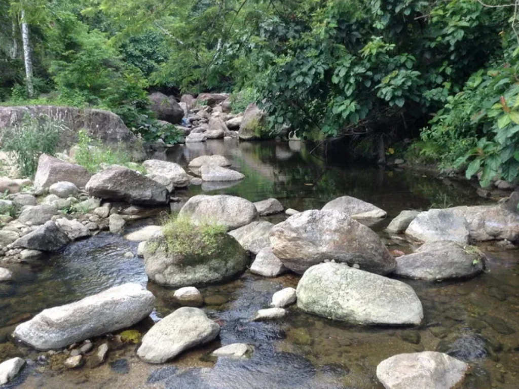 ขาย ที่ดิน คีรีวง ถนนหมู่ 8 อลานสกา จนครศรีธรรมราช